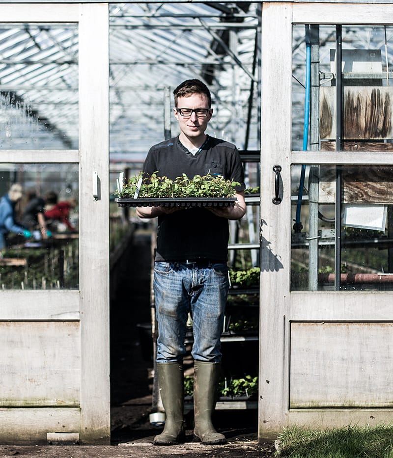 David Austin gardener walking from greenhouse