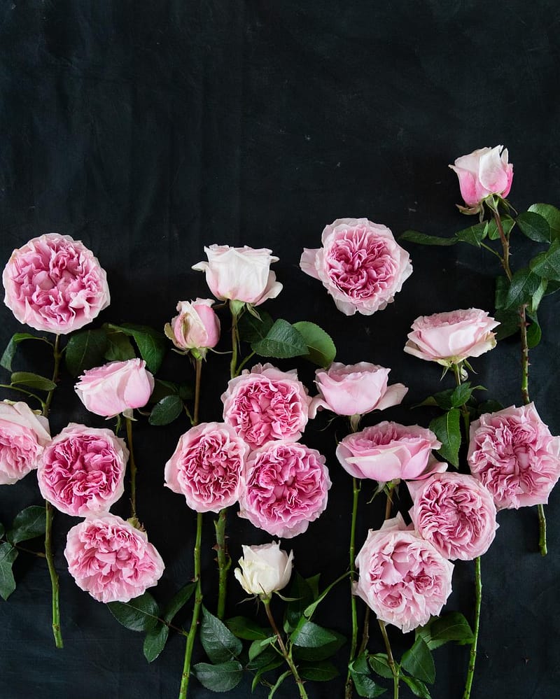 Miranda Pink Roses Single Stems