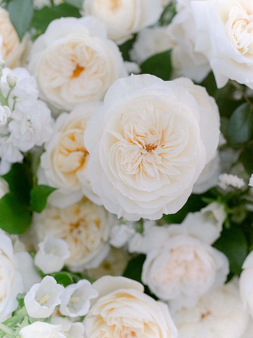leonora-timeless-ivory-rose