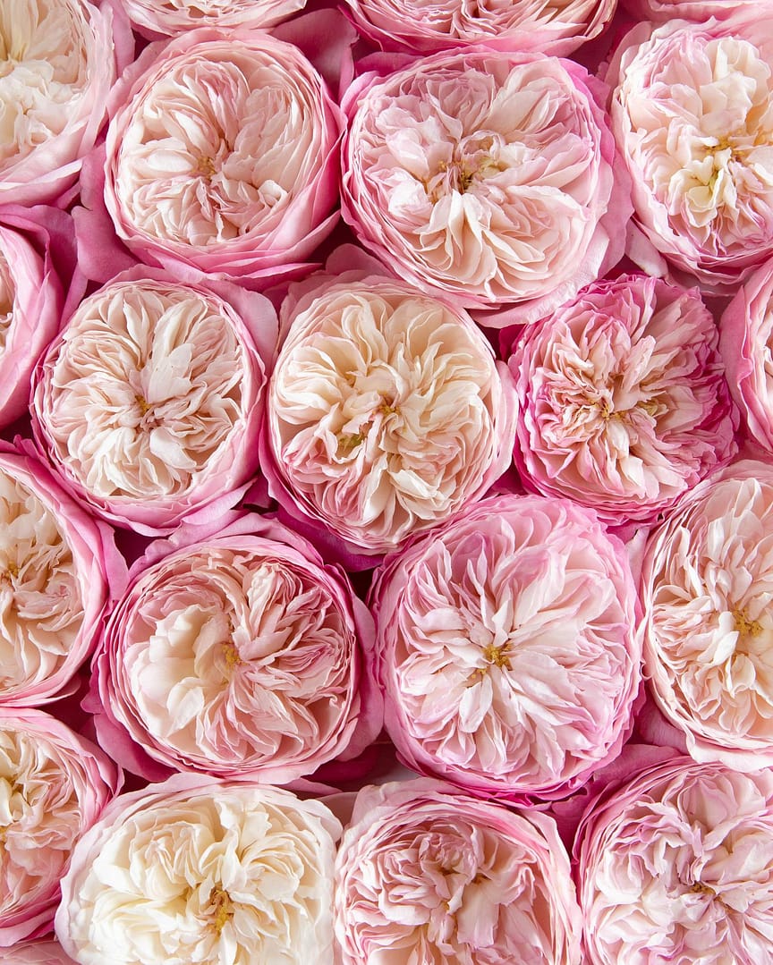 Constance Perfect Pink Wedding Rose Cluster