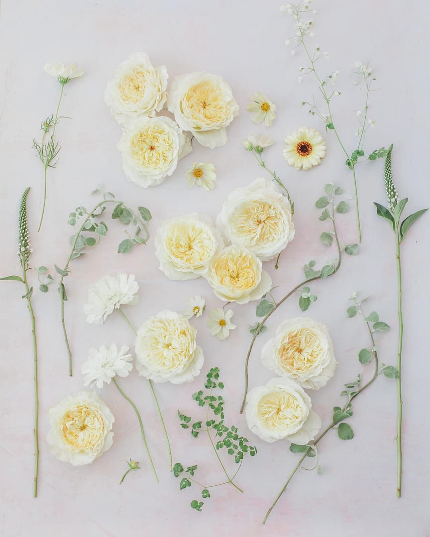 Patience quintessential ivory wedding rose flatlay